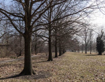 Late winter in Philadelphia's Fairmount Park. (Kimberly Paynter/WHYY)