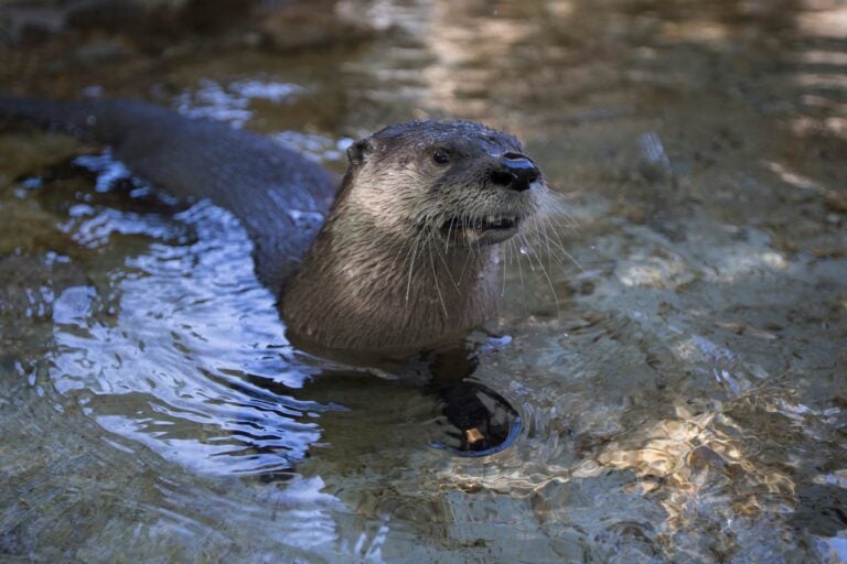river-otter-file A North American River Otter swimming